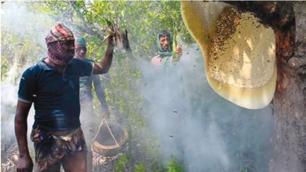 বাংলাদেশের জিআই পণ্য হিসেবে নিবন্ধিত হচ্ছে সুন্দরবনের মধু