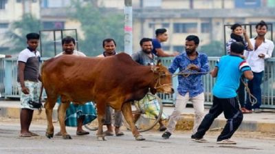 সবচেয়ে কম কুরবানি ময়মনসিংহে, বেশি ঢাকায়