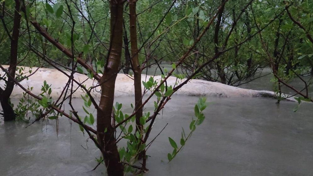 বরগুনায় জোয়ারে ভেসে এলো মৃত তিমি