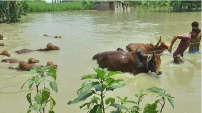 বন্যায় শুধু ফেনীতে মারা গেছে ৫৫ হাজার পশু