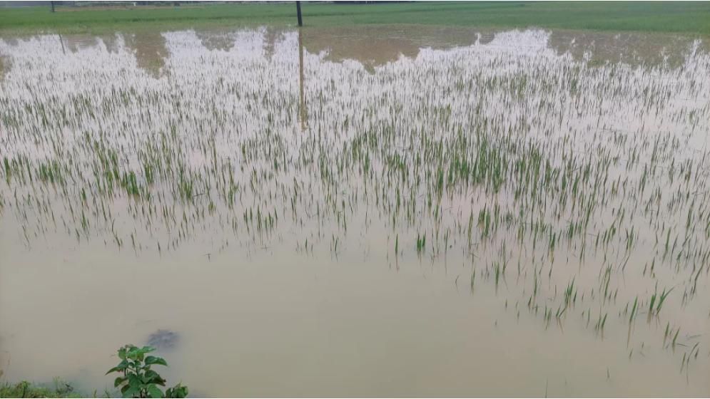 শেরপুরে বন্যায় কৃষি ও মৎস্য খাতে ক্ষতি ৬০০ কোটি টাকারও বেশি