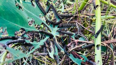 পোকার উপদ্রবে আতঙ্কে ফেনীর কৃষক