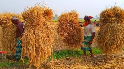 পহেলা অগ্রহায়ণঃ বাংলার আদি নববর্ষের খোঁজ