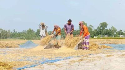 তিস্তার চরে হেমন্তের ছোঁয়া