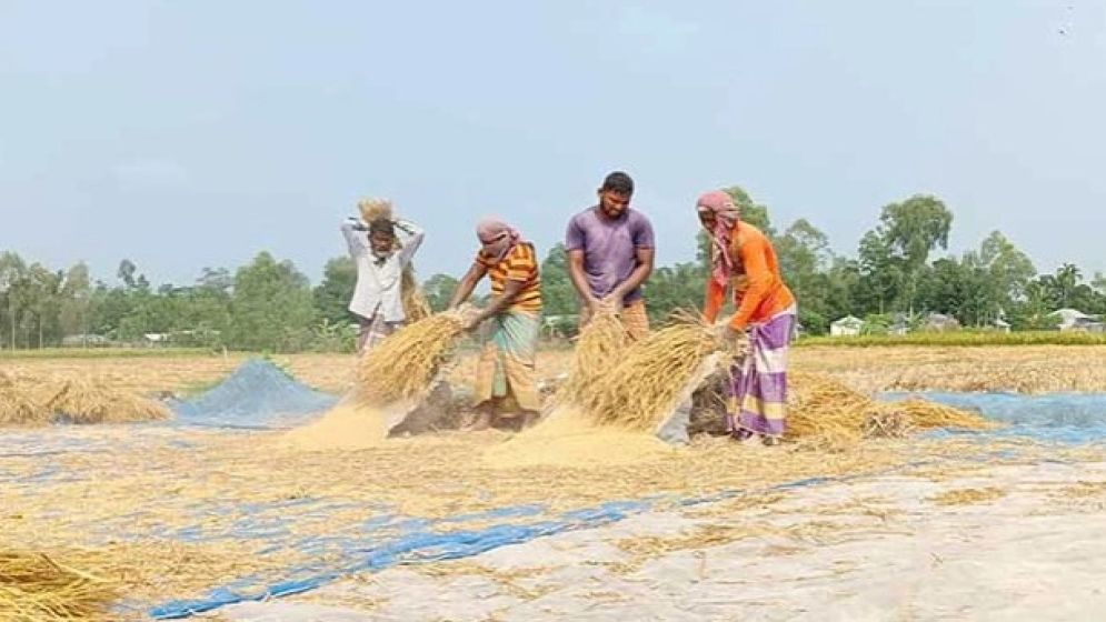 তিস্তার চরে হেমন্তের ছোঁয়া