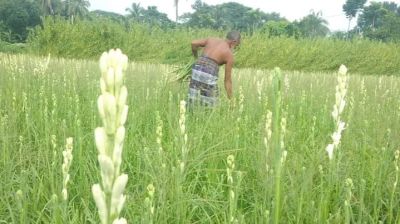 শত কোটি টাকার ফুল বিক্রির আশায় গদখালীর চাষিরা